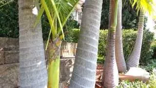 King Palm Tree - Archontophoenix cunninghamiana - Bangalow palm HD 01 - Top 10 Palm Trees HD 01