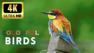 The Most Colorful Birds in 4K - Beautiful Birds Sound in the Forest | Jungle Tales