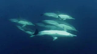 🔴TREATMENT SOUNDS OF DOLPHINS🎧ЛЕЧЕБНЫЕ ЗВУКИ ДЕЛЬФИНОВ🎧