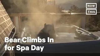 Bear Relaxes in Tennessee Hot Tub