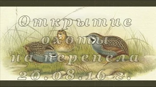 Открытие охоты на перепела с дратхаарами в Ростовской обл. 2016 г. hunting for quail