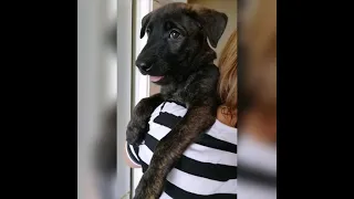 Dutch Shepherd  Herder puppies голландская овчарка Хердер щенки