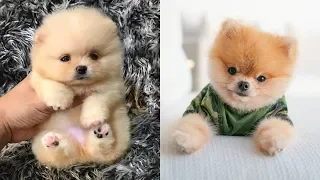 Pomeranian bath | Pomeranian grooming| Pomeranian haircut Compilation #2