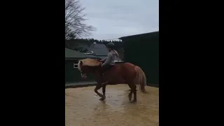 Pony oder Pferd?/ Marina und die Ponys Fan