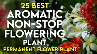 25 best aromatic permanent flowering plants in india | scented flower plant | perennial flower plant