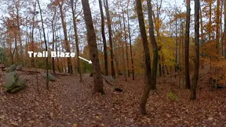 Forest Trails | Forestry VR 360