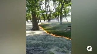 Burning of poplar fluff in La Rioja, Spain