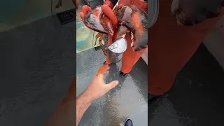 Lobster Cracks Open Canned Food || ViralHog