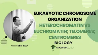 Heterochromatin vs. Euchromatin & Telomeres