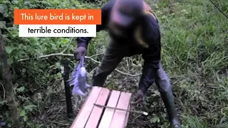 African grey parrot poaching: wild animals cruelly snatched from their homes