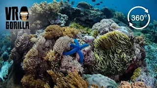 Freediving The Coral In Komodo National Park, Indonesia - 360 VR Video