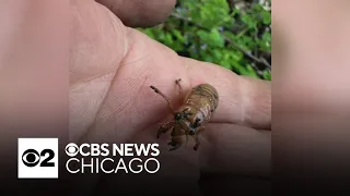 Cicada found by CBS viewer in Des Plaines