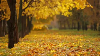 Autumn blues. Осенний блюз.