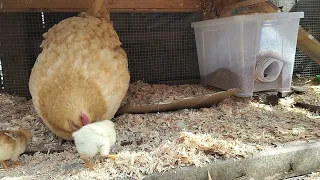 25 minutes of 5 day old chicks and mother hen