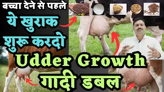 गाय की गादी (udder) बढ़ाने के लिए दो माह पूर्व की खुराक Gay ka udder badhane ke liye kya karen