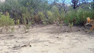 Gambel's Quail see coyote and reverse direction