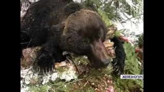 Под Железногорском застрелили пугавшего дачников медведя