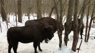 В гостях у зубров