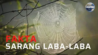 Fakta Sarang Laba-laba