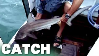 Four and a Half Feet Long Baby Bull Shark | River Monsters | Catch
