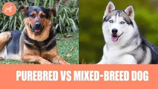 Purebred vs. Mixed-Breed Dog: What's Better?