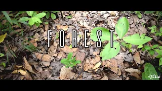 FOREST - A Cinematic Video / Shot on Nikon D5300 / 4K Cinematic Video / Nature B Roll