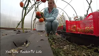 Октябрь на дворе, а мы помидоры ящиками собираем!