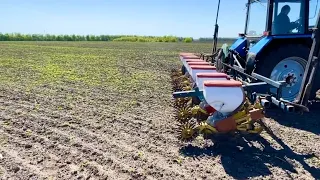 Це щось страшне🙈Посів сої мустанг на міжрядді 70см, анкерной сівалкою