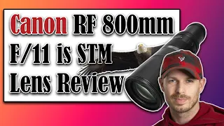 Canon RF 800mm f/11 is STM Lens Review | Wildlife Photography