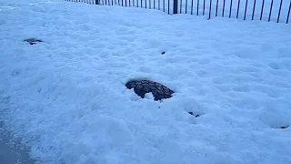 Прогулка по двору Архангельск❄