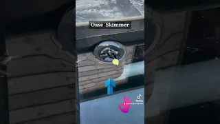 Amazing pond skimmer from oase