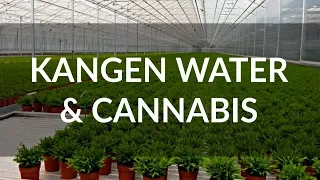 Cannabis Growers Are Going Crazy Over Kangen Water Technology!