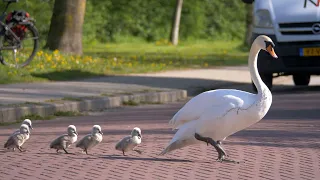 Mute Swan Mother with 8 Cygnets crossing the road.