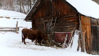 Beyond Civilization: The Heartwarming Story of a Large Family in the Mountains