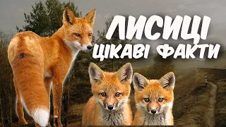 Лисиця звичайна. Цікаві факти про лисиць. Флора і фауна України.