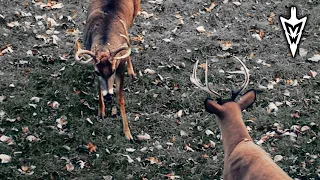 Hanging Stands and Talking Decoys: Do They Work? | Midwest Whitetail