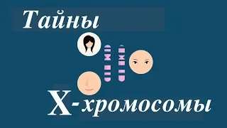 Тайны Х-хромосомы — Робин Болл (TED-Ed на русском)
