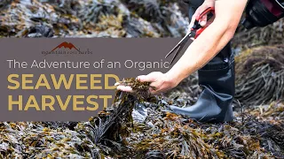 The Adventure of an Organic Seaweed Harvest