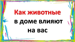 Как животные в доме влияют на вас. Энергетика жилья зависит от животного, которое у Вас живет