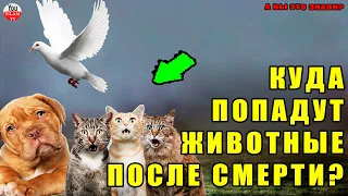 ЭТО ЖДЕТ ЖИВОТНЫХ ПОСЛЕ ВОСКРЕШЕНИЯ? АЛЛАХ ГОВОРИТ ЭТО В КОРАНЕ, ТЫ БУДЕШЬ УДИВЛЕН!