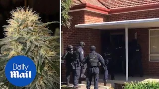 More than 2,200 cannabis plants seized by police in Sydney’s west