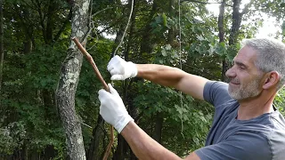 How we set vine licking branch traps start to finish