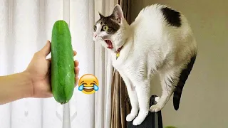 Best Funniest Animal Videos 2024🤣🦮Funny Dogs And Cats Videos Of The year😁part 11