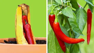 Trucos de jardinería superingeniosos que te sorprenderán 🌿🌶