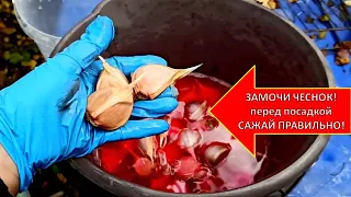 ЧЕСНОК РАСТЕТ С КУЛАК!😱 ПОД ЗИМУ ОЗИМЫЙ ЧЕСНОК САЖАЮ ЭТИМ СПОСОБОМ