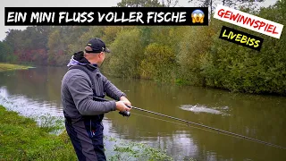 Ein MINI FLUSS voller FISCHE 😱 | spontan auf Raubfisch + GEWINNSPIEL + #livebiss