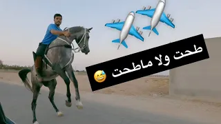 شريت حصان جديد طبعه غريب كان بيطيحني