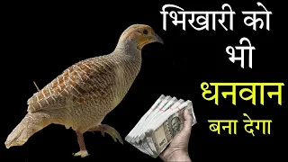 तीतर की 1 रहस्यमय बात ? रोडपति भी करोड़पति// titar bird