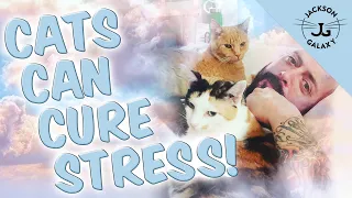 Cats Can Relieve Stress!