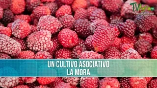 Como Obtener un Cultivo Asociativo- TvAgro por Juan Gonzalo Angel